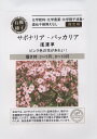 【有機種子】サポナリア・バッカリア 道灌草 グリーンフィールドプロジェクトのタネ