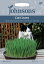 ڼҡJohnsons Seeds Cat Grass å 饹ʤͤ˥󥽥󥺥