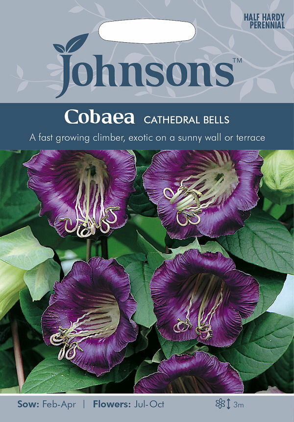 【輸入種子】Johnsons SeedsCobaea scandens Cathedral Bellsコベア・スキャンデンス カテドラル・ベルズ ジョンソンズシード