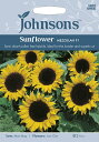 yqzJohnsons Seeds Sunflower MEZZULAH F1 Tt[iЂ܂j YEF1 W\YV[h