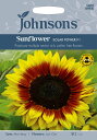 yqzJohnsons Seeds Sunflower Solar Power F1 Tt[ \[[Ep[EF1 W\YV[h