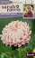 【種子】Johnsons Seeds Sarah Raven Cut flowers & gorgeous gardens Aster Tower Chamois サラ・レイブン・カットフラワーズ アスター タワー・シャモア ジョンソンズシード