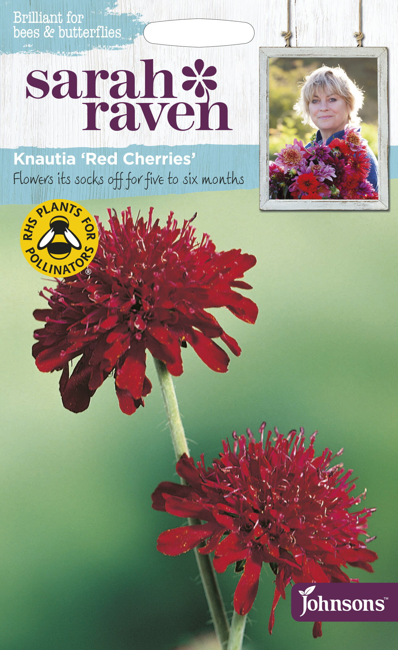 Johnsons Seeds Sarah Raven Brilliant for Bees & Butterflies Knautia 'Red Cherries' サラ・レイブン ビー＆バタフライ クナウティア・レッド・チェリー ジョンソンズシード