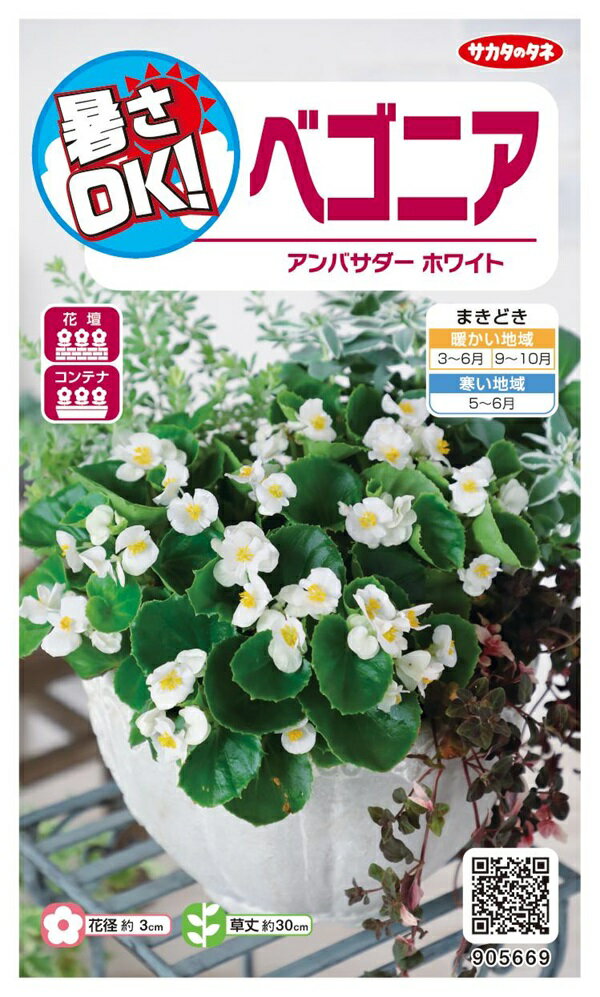 【種子】ベゴニア アンバサダーホワイト サカタのタネ