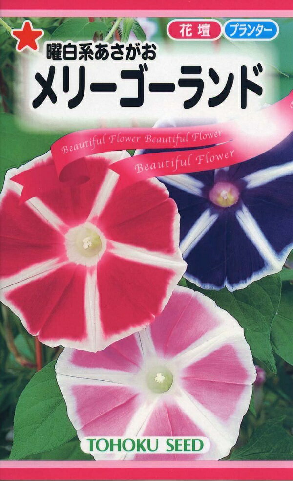 【種子】曜白系あさがお メリーゴーランド トーホクのタネのサムネイル