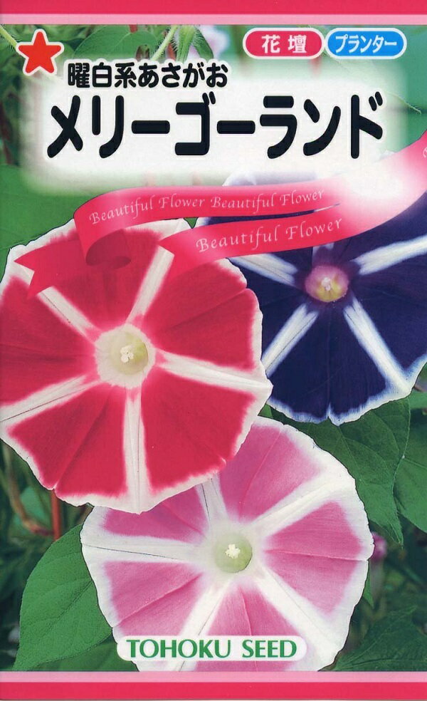 【種子】曜白系あさがお メリーゴーランド トーホクのタネ