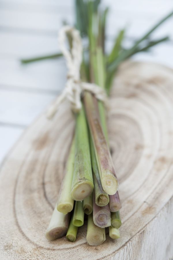 ハーブ種子 Muller Collection Lemon Grass (Cymbopogon flexuosus) seeds レモングラス（キンボポゴン..