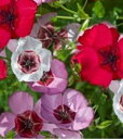【種子】Muller Collection Linum grandiflorum Tricolore seeds リナム グランディフロルム トリコロールのタネ