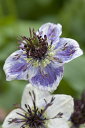 【種子】Muller Collection NIGELLA papillosa Delft Blue seeds ニゲラ パピロサ デルフトブルーのタネ