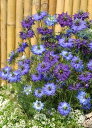 【種子】Muller Collection NIGELLA damascena Moody Blues seeds ニゲラ ダマスケナ ムーディーブルースのタネ