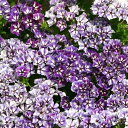 【種子】Muller Collection Phlox drummondii Sugar Stars Seeds フロックス ドラモンディ シュガースターズのタネ