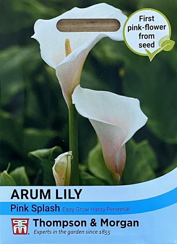 【種子】Thompson & Morgan Arum Lily 'Pink Splash' アラム リリー ピンクスプラッシュ トンプソン&モーガン
