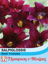 【種子】Thompson & Morgan Salpiglossis sinuata 'Black Trumpets' サルピグロッシス 'ブラック・トランペット' トンプソン&モーガン