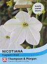 【種子】Thompson & Morgan Nicotiana x sanderae 'Fragrant Cloud' ニコチアナ サンデラエ 'フレグラント クラウド' トンプソン&モーガン