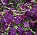 【種子】Thompson & Morgan Nicotiana x sanderae 'Perfume Deep Purple' F1 Hybrid ニコチアナ サンデラエ 'パフューム ディープ パープル' トンプソン&モーガン