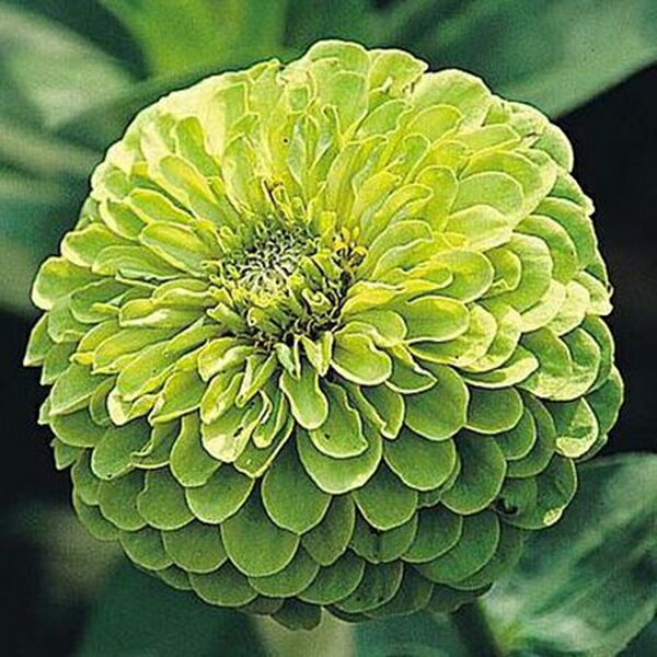 花種子 Urban Collection Envy Zinnia Seeds ジニア(百日草) エンヴィのタネ