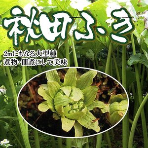 【野菜球根】秋田ふき 1株入 カネコ種苗の球根