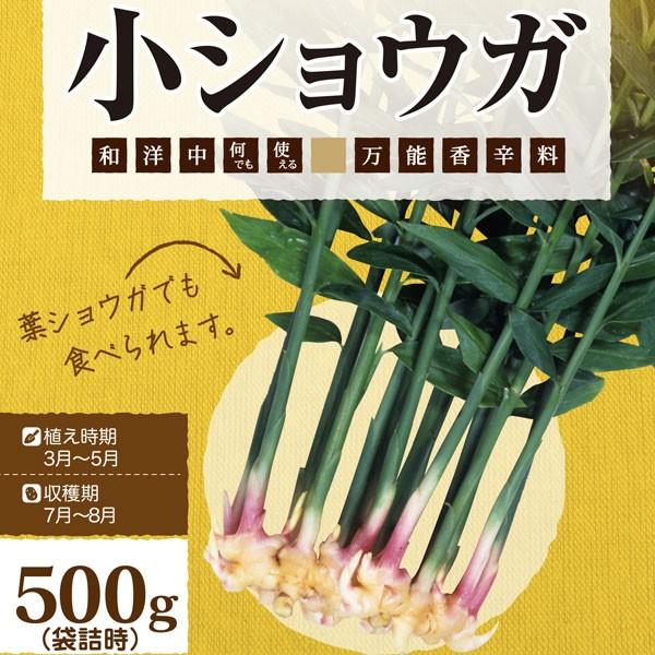 【野菜球根】小生姜（ショウガ）500g入 カネコ種苗の球根