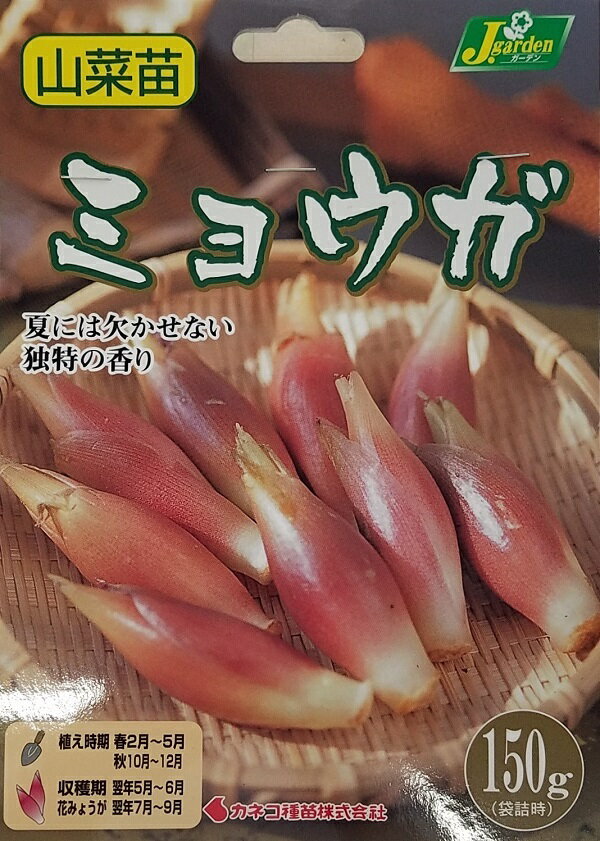 【野菜球根】ミョウガ（茗荷）150g入 カネコ種苗の球根のサムネイル