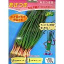 【野菜球根】あさつき 130g入 カネコ種苗の球根