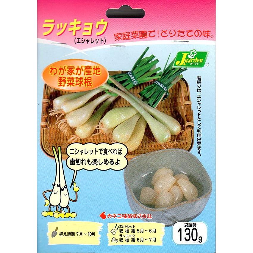 【野菜球根】ラッキョウ（エシャレット） 130g カネコ種苗の球根