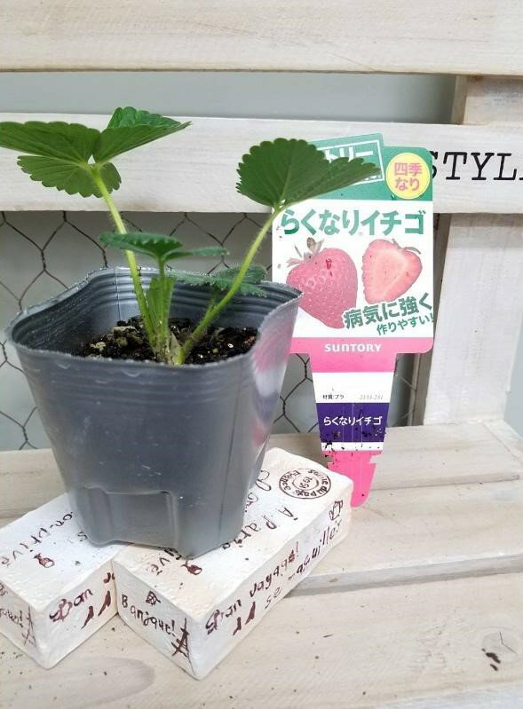 【野菜苗】サントリー本気野菜 らくなりいちご 9cmポット 1苗のサムネイル