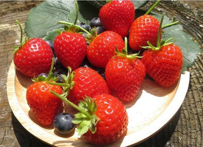 野菜苗 サントリー本気野菜 らくなりイチゴ 9cmポット 1苗