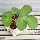 【野菜苗】いちご そよかの 9cmポット 1苗 農林水産省品種登録 登録番号 第33721号 海外持出禁止