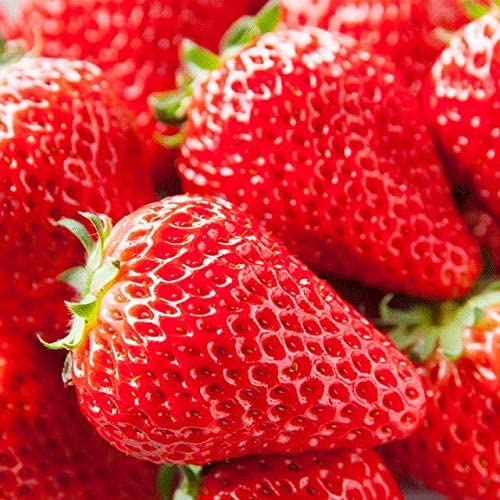 野菜苗 いちご おおきみ 9cmポット1苗 農林水産省品種登録品種登録番号 第20810号