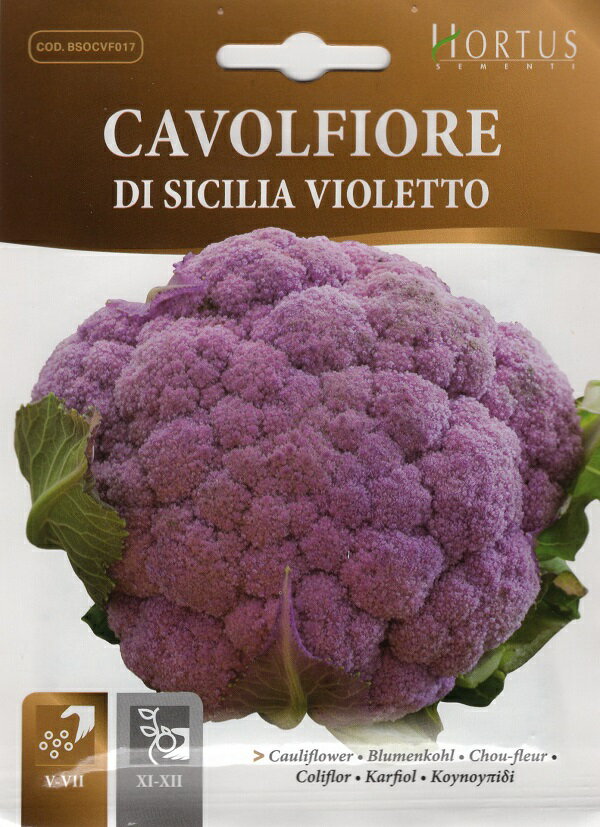 ڼҡHORTUS SEMENTI CAVOLFIORE di Sicilia violetto ե ꥢХå ۥ...