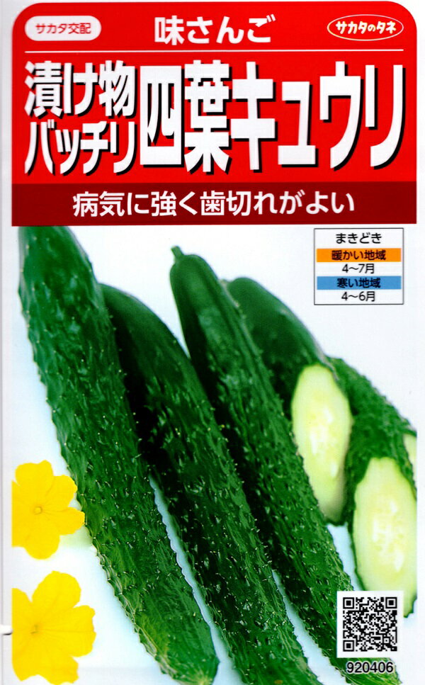 【種子】漬け物バッチリ 四葉キュウリ 味さんご サカタのタネ