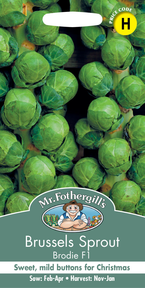 Mr.Fothergill's Seeds Brussels Sprout Brodie ブリュッセルズ・スプラウト（芽キャベツ） ブロディ ミスター・フォザーギルズシード