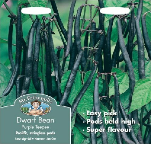 【種子】Mr.Fothergill 039 s Seeds Dwarf French Bean Purple Teepee ドワーフ フレンチ ビーン パープル ティーピー ミスター フォザーギルズシード