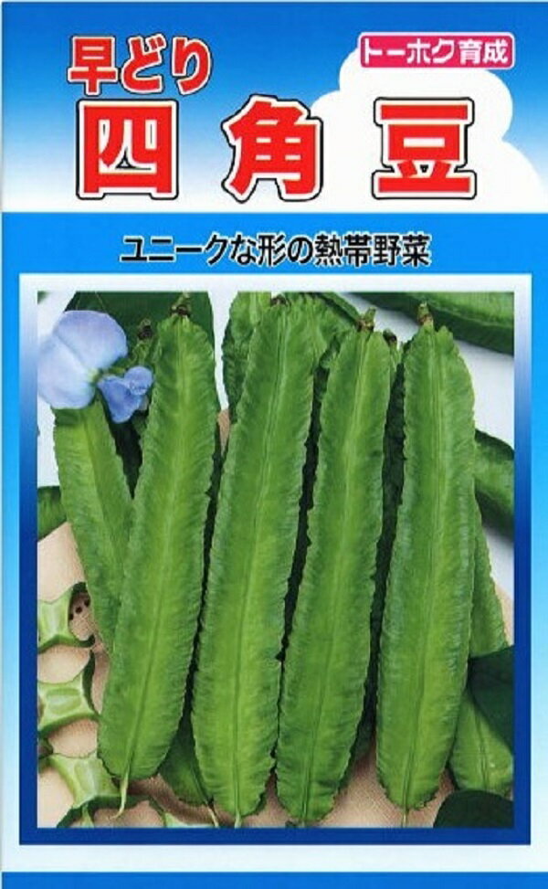 【種子】早どり四角豆トーホクのタネのサムネイル