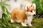 ウェルシュ・コーギー KOSEN ケーセン 34cm Sakura Welsh Corgi//ぬいぐるみ 犬 いぬ プレゼント/リアル/動物/ギフト/子供/女の子/男の子/大人/クリスマス 29,400円