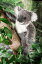  ̤ kosen  25cm Koala   ƥǥ٥ ꥢ ưʪ