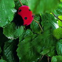 ケーセン ぬいぐるみ kosen てんとう虫 赤 8cm Ladybug リアル 動物