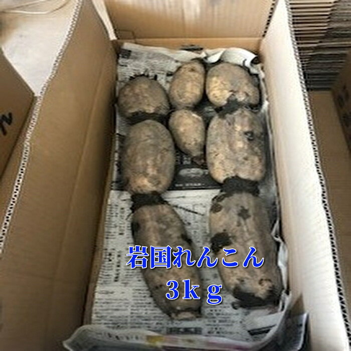 岩国れんこん3kg 岩国れんこんむすめ 産地直送 山口県特産 お歳暮 ギフト 贈答 元気野菜 健康 とれたて野菜 新鮮野菜 地場野菜