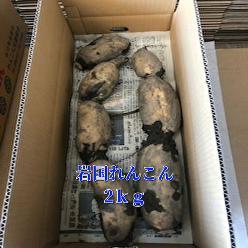 岩国れんこん2kg 岩国れんこんむすめ 産地直送 山口県特産 お歳暮 ギフト 贈答 元気野菜 健康 とれたて野菜 新鮮野菜 地場野菜 岩国れんこん2kg 岩国れんこんむすめ 産地直送 山口県特産 お歳暮 ギフト 贈答 元気野菜 健康 とれたて野菜 新鮮野菜 地場野菜