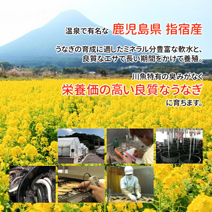 鹿児島産 新 超特大 国産 うなぎ蒲焼き 約2...の紹介画像3