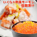 母の日 プレゼント 超得 3,999円!クーポン42%OFF!いくら アラスカ産+サーモン塩麹漬け 送料無料 海鮮プレゼント 海鮮セット 化粧箱入 イクラ醤油漬...