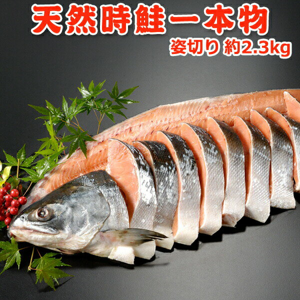 好評につき完売いたしました。天然時鮭一本物 姿切り 約2.3kg 送料無料 化粧箱入 お取り寄せグルメ ギフト