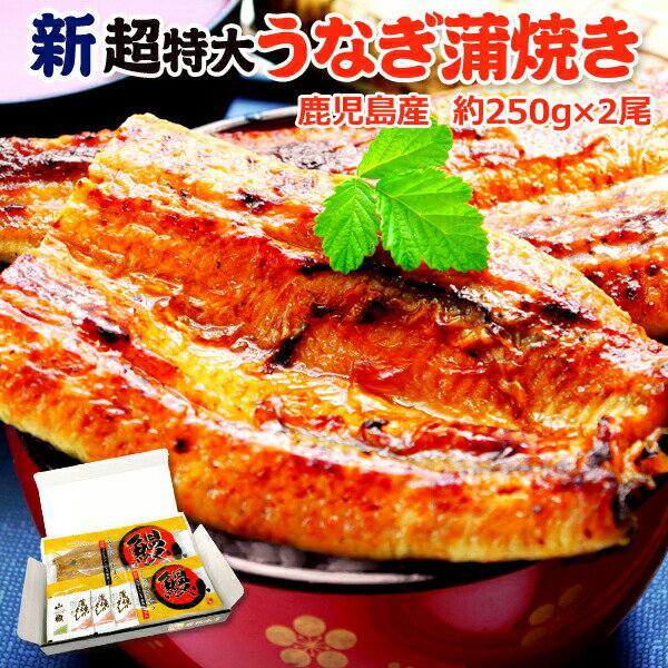 鹿児島産 新 超特大 国産 うなぎ蒲焼き 約250g×2尾 送料無料 ギフトボックス付 海鮮 プレゼント グルメ ギフト