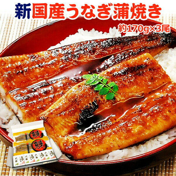 鹿児島産 新 国産 うなぎ蒲焼き 約170g×3尾 ギフトボックス付 送料無料 海鮮 プレゼント グルメ