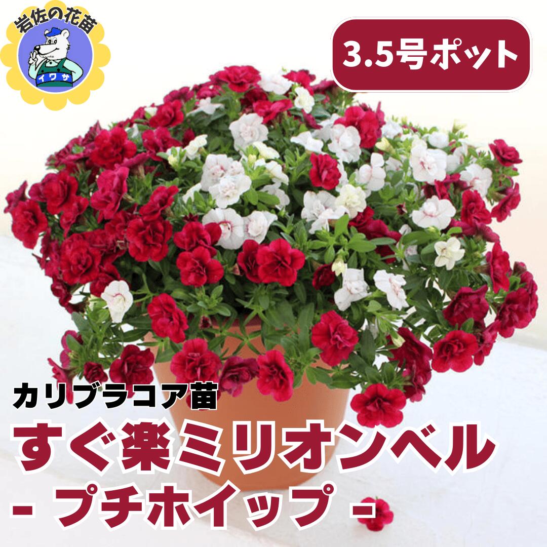 【予約販売】花苗 カリブラコア苗 すぐ楽ミリオンベルプチホイップ 3.5号苗 花付き サントリー 園芸 ガーデニング 造園 4月以降出荷