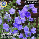 【即納】【大好評!残り僅か!】宿根草 カンパニュラ 花苗 カンパニュラ苗 パーシーフォリア 10.5cm 大森プランツ 園芸 ガーデニング 造園