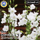 【即納】【大好評!残り僅か!】宿根草 カンパニュラ 花苗 カンパニュラ苗 パーシーフォリア アルバ 10.5cm 大森プランツ 園芸 ガーデニング 造園