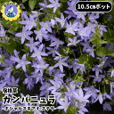 【即納】【大好評!残り僅か!】宿根草 カンパニュラ 花苗 カンパニュラ苗 ポシャルスキアナ ステラ 10.5cm 大森プランツ 園芸 ガーデニング 造園