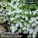 【即納】【大好評!残り僅か!】宿根草 カンパニュラ 花苗 カンパニュラ苗 ポシャルスキアナ ナナアルバ 10.5cm 大森プランツ 園芸 ガーデニング 造園