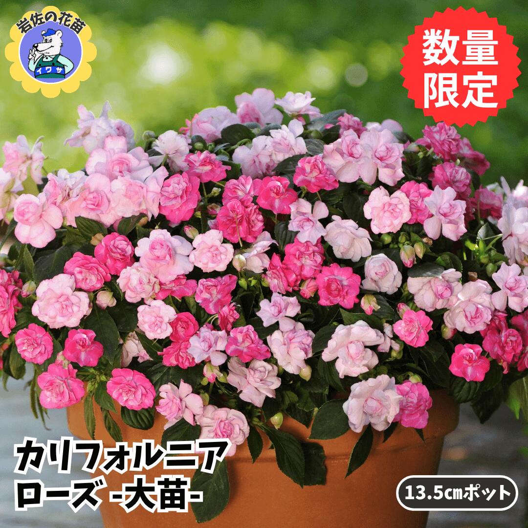 カリフォルニアローズ　インパチェンスの商品画像